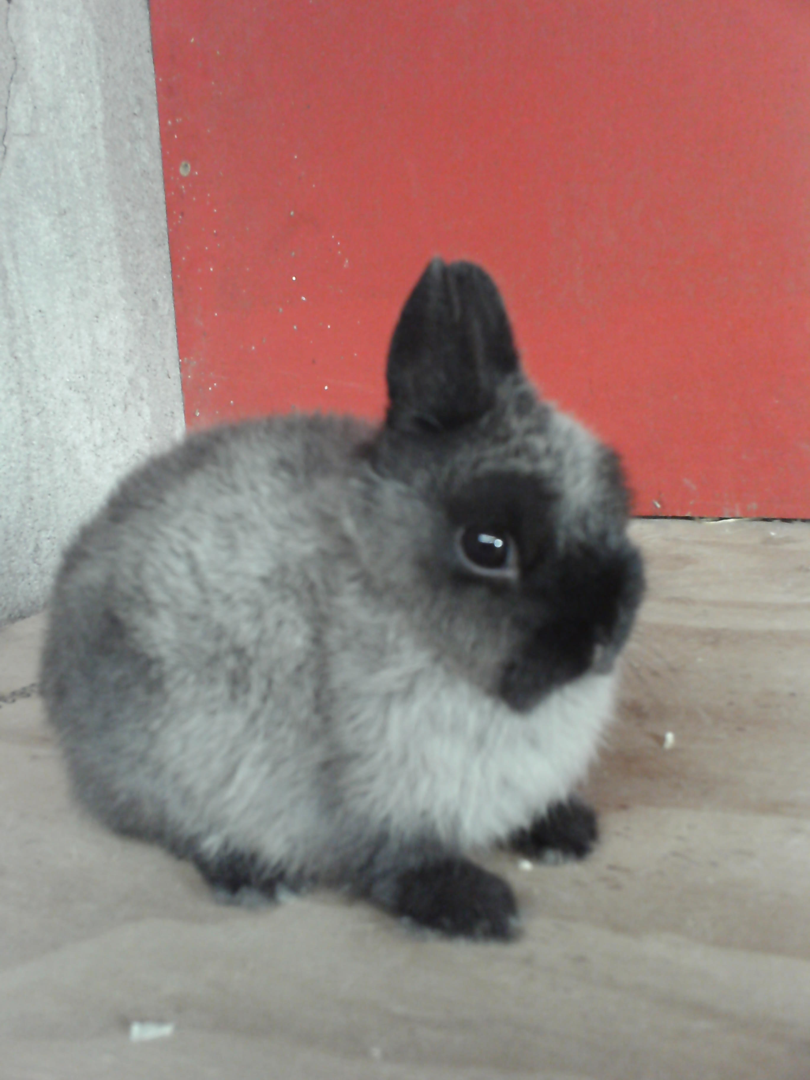 new zealand dwarf rabbit
